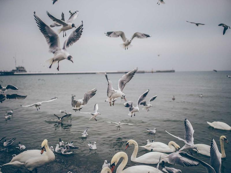 sudoku elimination method screenshot 4